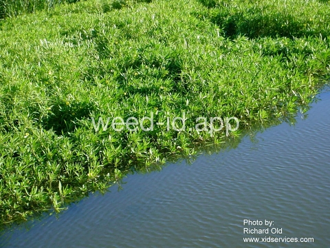 waterprimrose, Uruguay